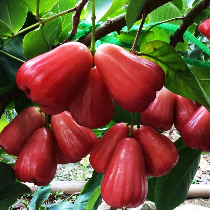 莲雾树苗黑金刚嫁接莲雾苗南北方种植地栽盆栽果树苗当年结果 巴掌