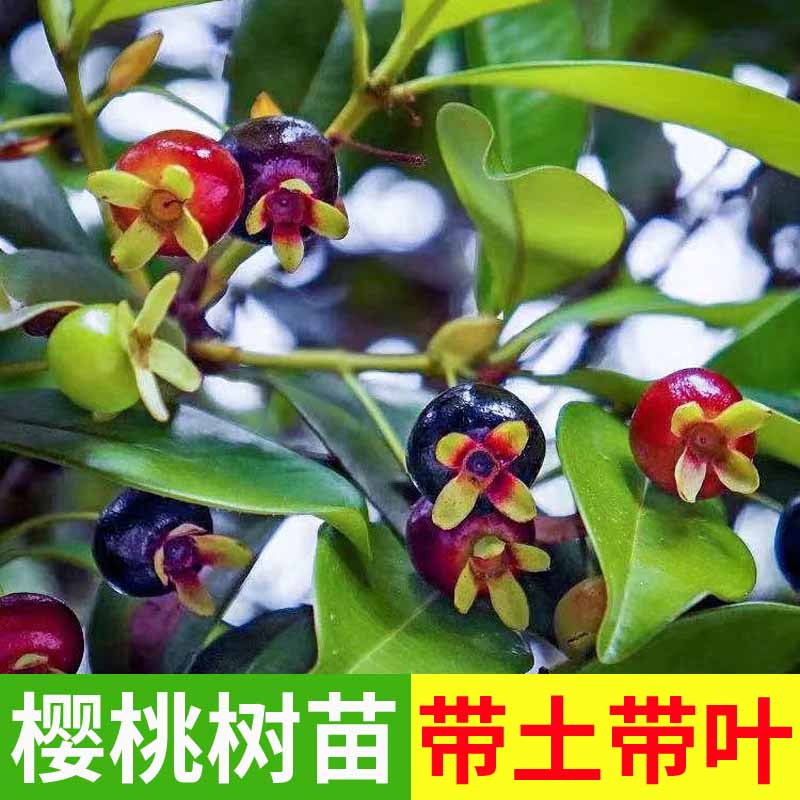 战长沙正宗樱桃树苗巴西樱桃果苗黑玫瑰樱桃水果苗带泥带叶发货盆栽地