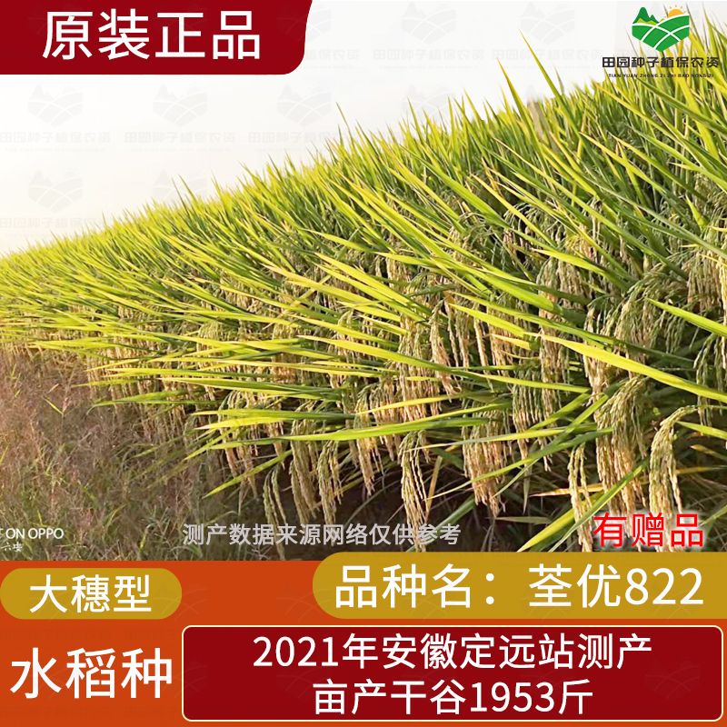 安徽水稻种子