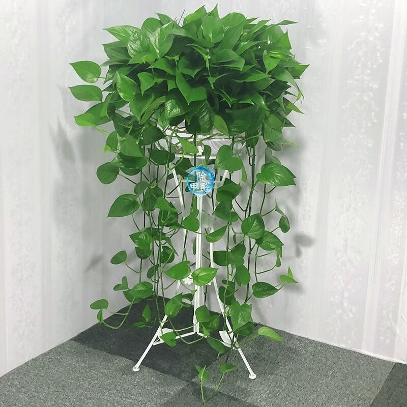 绿箩花卉绿植新房家用长藤绿萝批发 130株白盆长藤大绿萝 吸水盆 1液