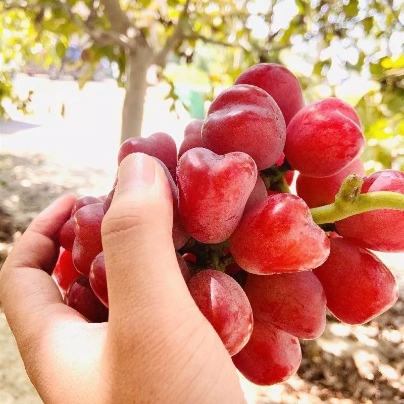 浪漫红颜葡萄心型葡萄爱心水果新鲜无籽提子小孩水果 净重2斤 精选果