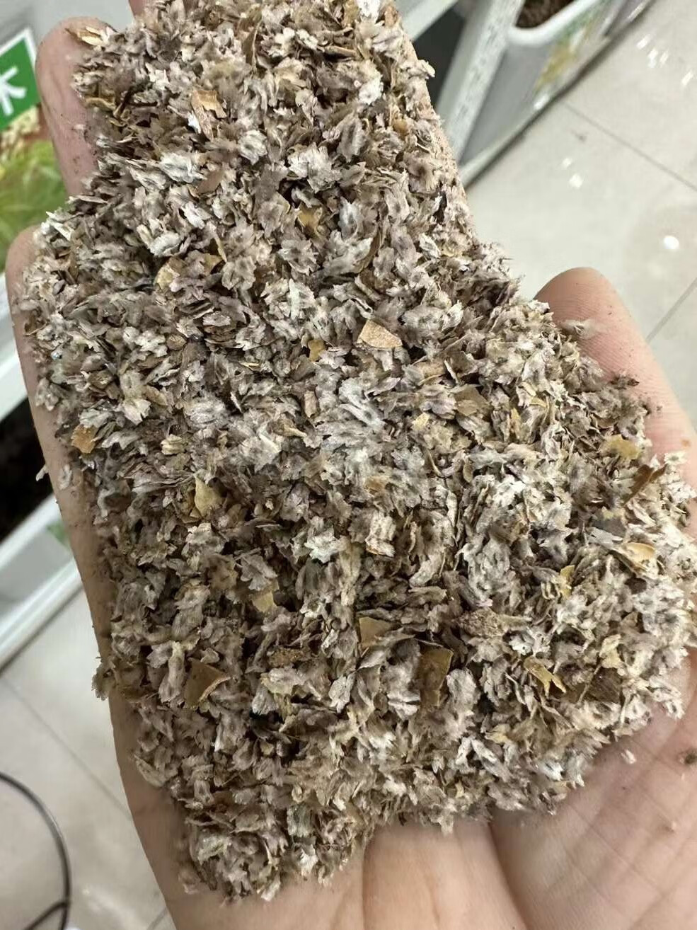 楓隅泡桐种子绿化行道树种籽籽 泡桐种子一斤