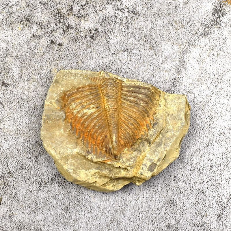 三叶虫化石尾巴王冠虫尾巴古生物化石原石教学标本狼鳍鱼化石昆虫植物