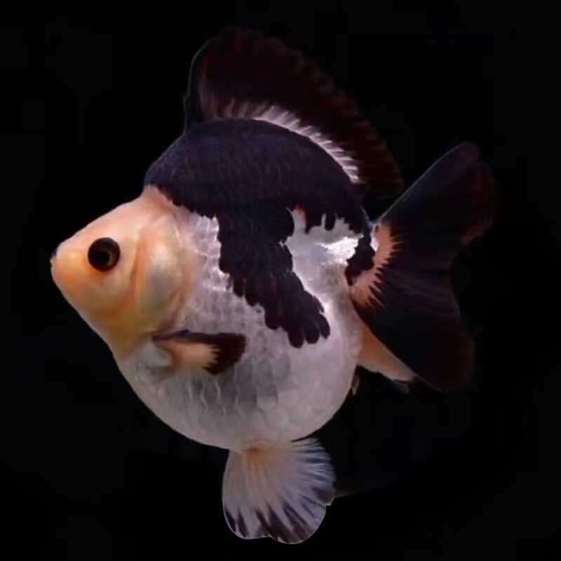 高背鎏金金鱼三色黑白包金红白活体小鱼苗冷水鱼观赏鱼 黑白鎏金精品