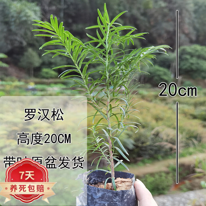 购优汇精品罗汉松树苗盆景老桩造型大小盆栽绿植物办公室内客厅庭院z9