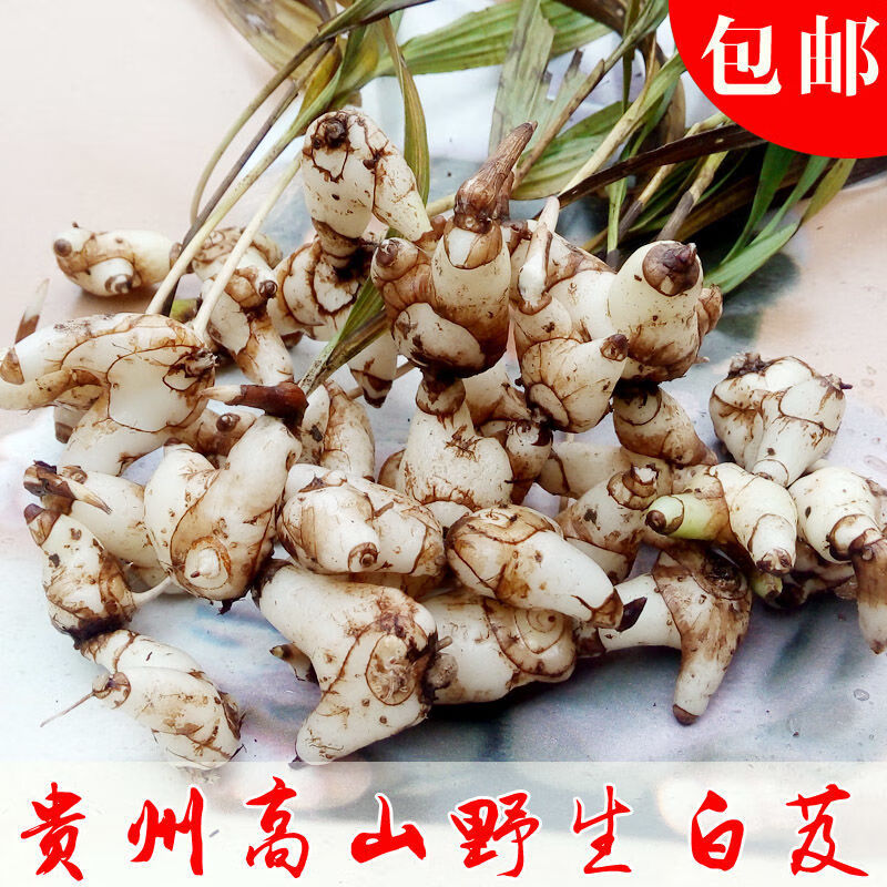 四川纯野野生白芨白鸡白及白极中药材 新鲜去须白芨2斤