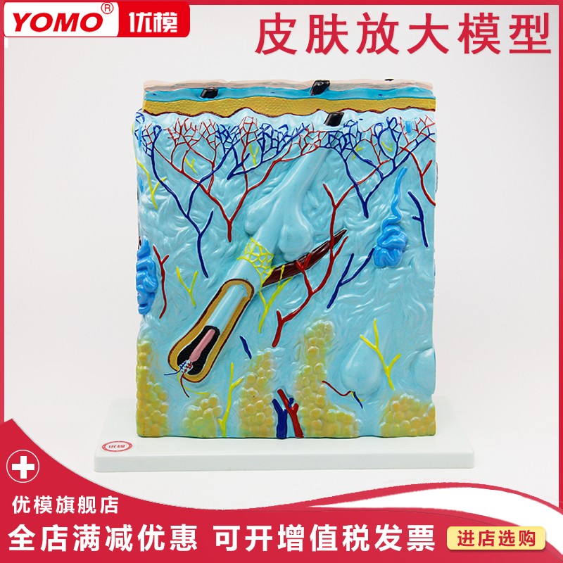 优模  皮肤放大模型中型皮肤模型 皮肤切面模型 皮肤模型皮肤层次模型