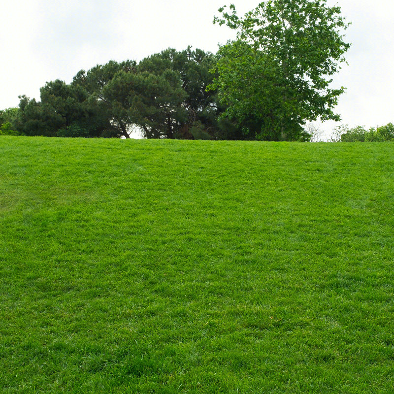 68kg四季青草坪种园林绿化卷坪草籽