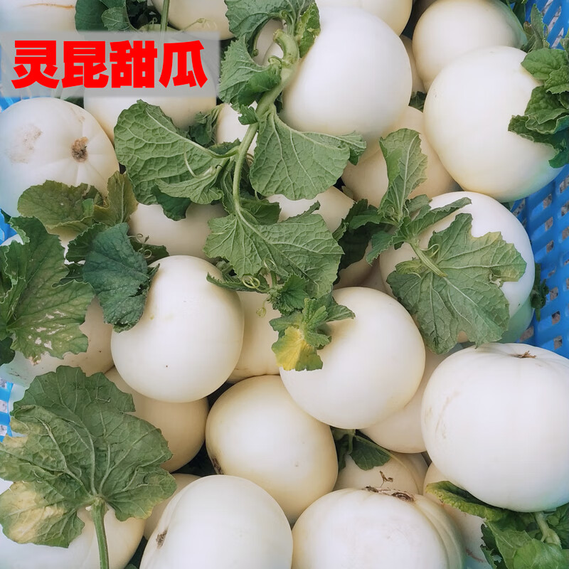 樱鲜2024温州白瓜灵昆甜瓜新鲜香瓜小白瓜自种白鸠瓜现摘 2500g 200g