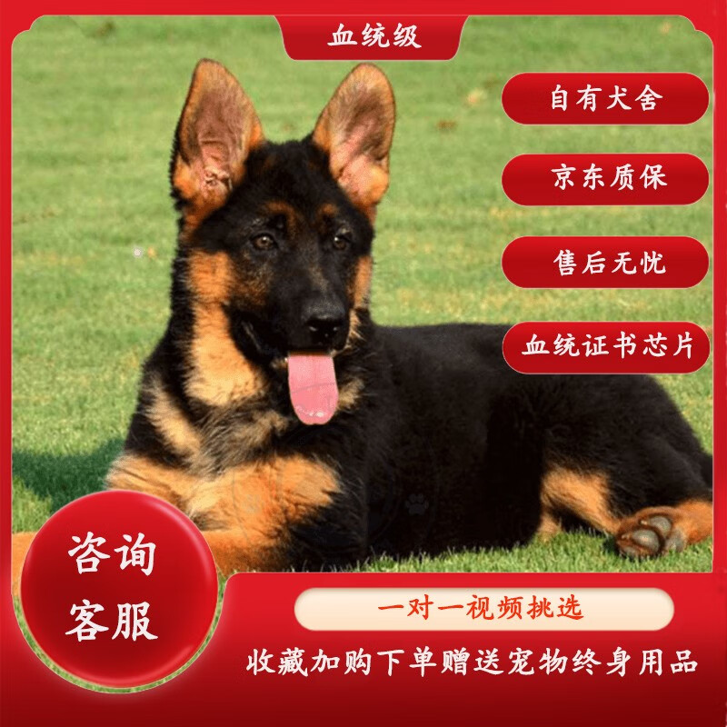 蒂瑞科纯种德牧幼犬弓背黑背德国牧羊犬活体大型狼狗猎犬宠物狗 血统