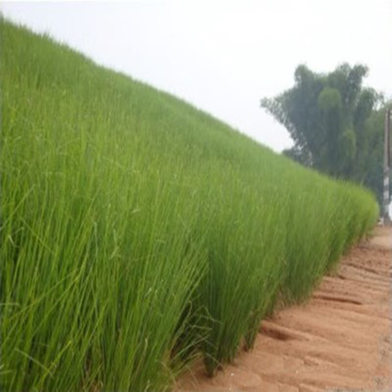 语安香根草种子 固土护坡草种四季青草坪种子香根草 保持水土香根草种