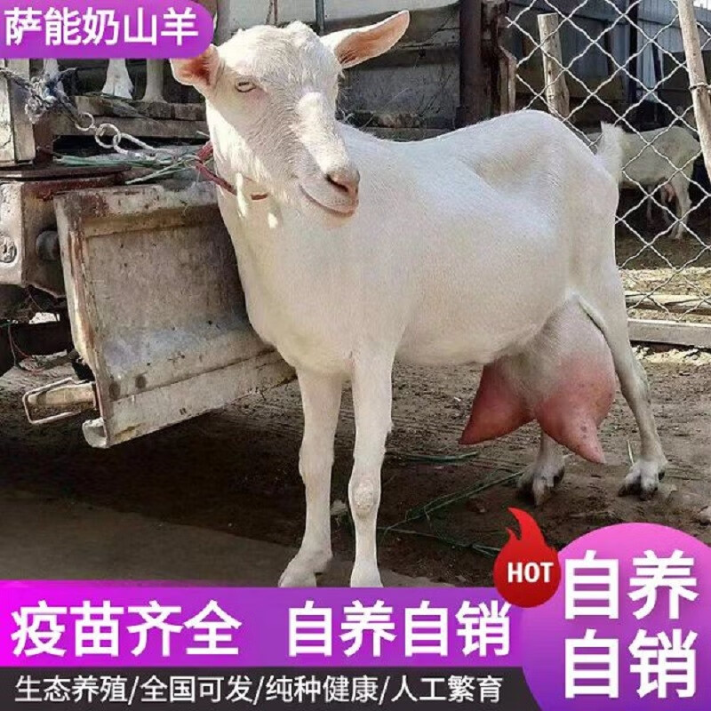 纯种萨能奶山羊小羊羔活体多胎高产怀孕母羊种公羊产奶羊头胎活羊