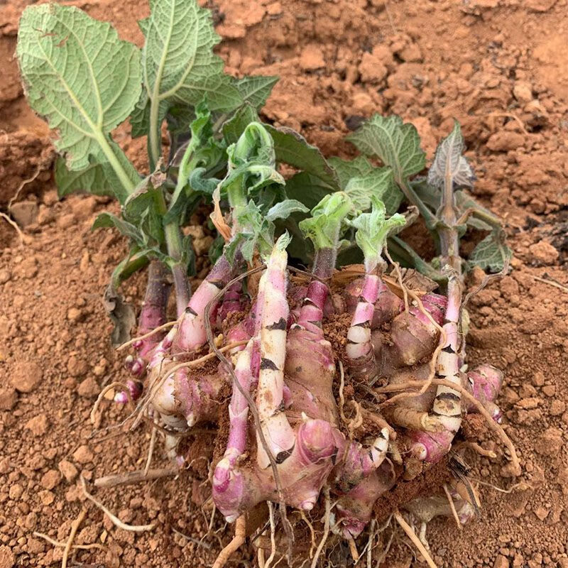 雪莲果种子黄心雪莲果种苗种球天山雪莲果种子黄心甜种子 3斤多芽