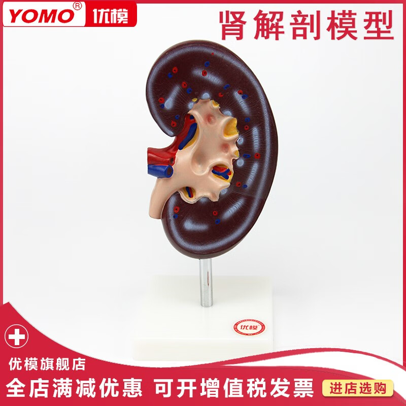 优模 肾解剖模型1件 人体内脏器官模型 肾脏解剖放大模型 医用教学