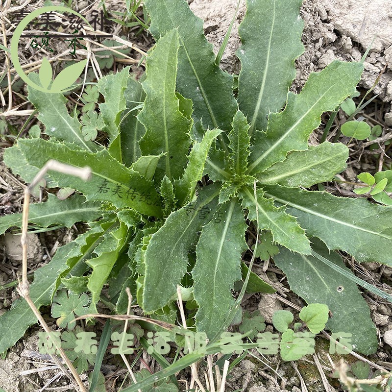 中小蓟草新鲜刺儿菜新鲜小蓟饮子止鼻血草然现采现 刺儿菜/小蓟500g