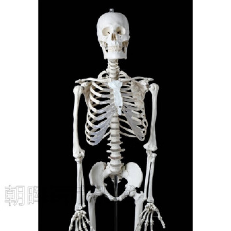jd健康人体骨骼模型标准医学170cm180人体全身骨骼模型骷髅骨 180男性