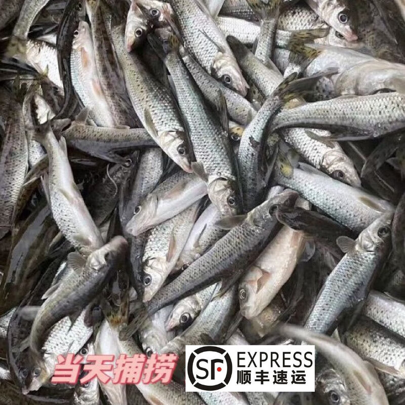 够印顺丰速运花骨鱼季花鱼淡水鱼自然生长无污染水域新鲜净膛发货