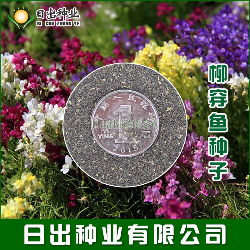 播种心情 柳穿鱼种子 小金鱼草 多年生花卉 景观花海花镜花坛庭院花草