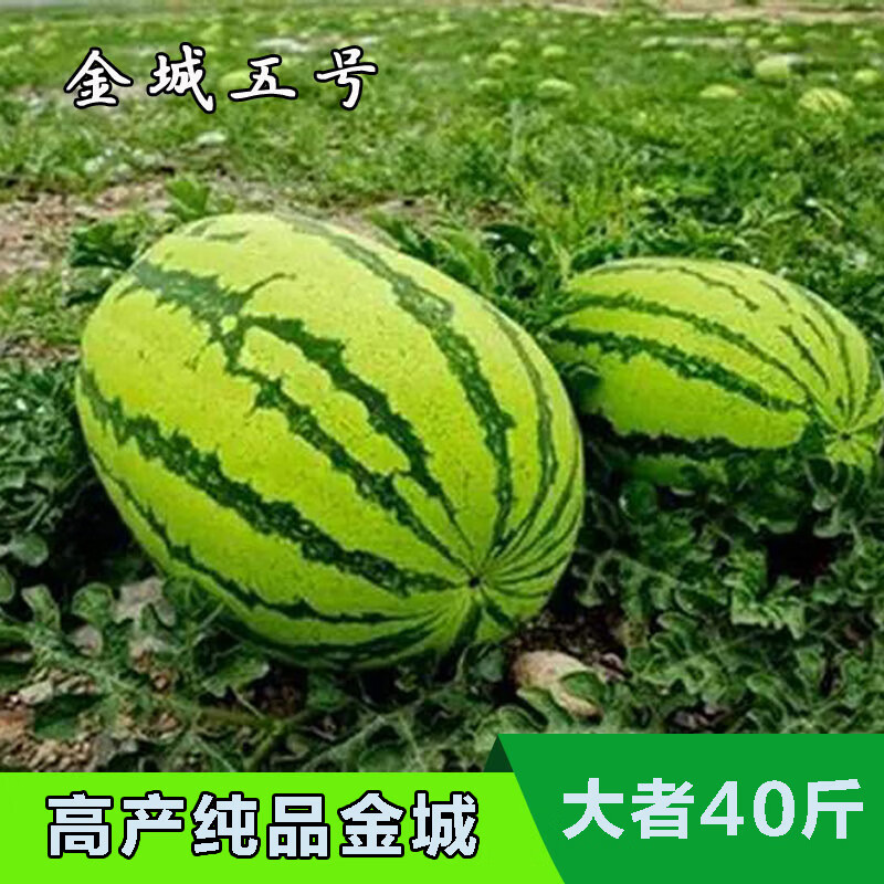春枝韵纯品金城5号西瓜种子大果红心花皮特耐旱高抗病原装100克