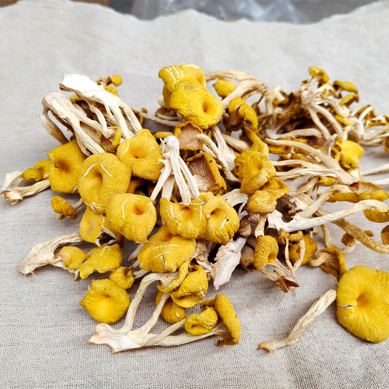 桃枫小离鸡油菌干货500克云南新鲜榆黄蘑干菇菌菇煲汤香菇菌类干货