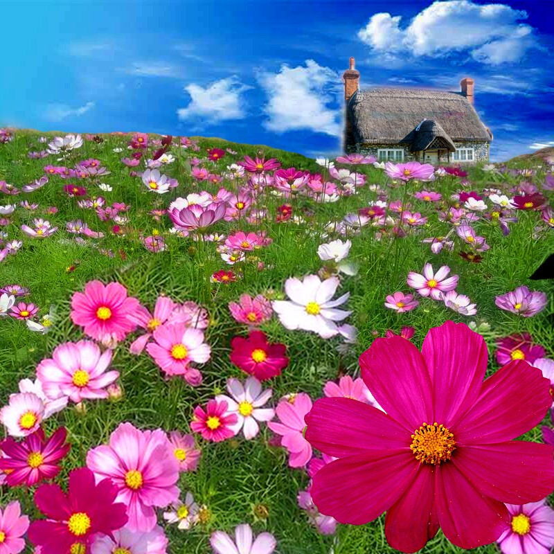 百日草野花组合循环开花太阳花满天星花种植庭院 格桑花种子1000粒