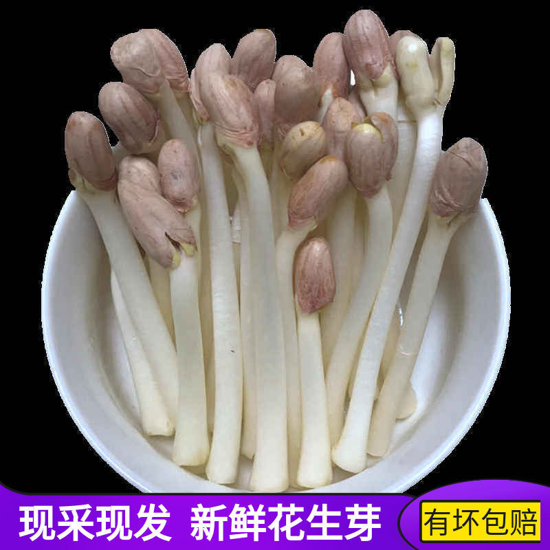 【现采发货】花生芽新鲜长寿芽农家特产苗芽生鲜蔬菜2斤 2斤(去根)