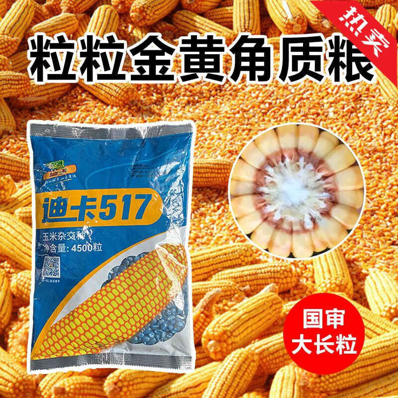 禾之润迪卡517玉米种子矮杆玉米种大全农科院红轴抗倒伏 迪卡517一袋
