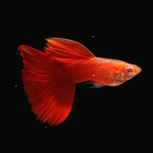 鱼热带鱼血红大背活体热带观赏鱼纯种孔雀鱼纯种大尾巴 血红公鱼2条