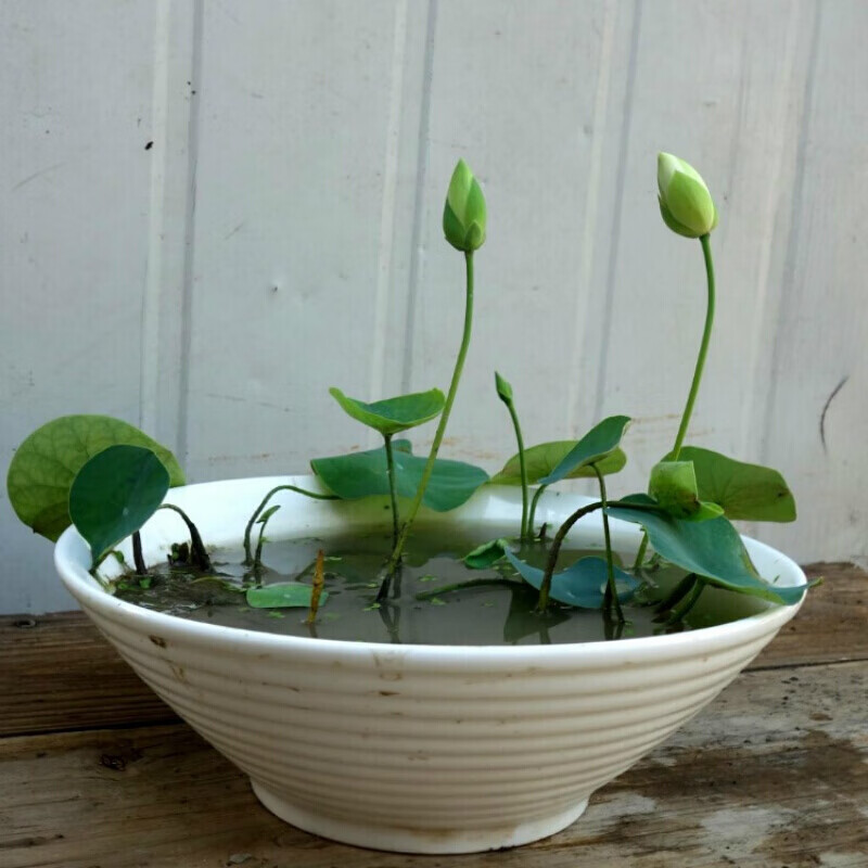 芗苒水培植物小型碗莲苗根茎根块水生微型小荷花种藕种子四季水养