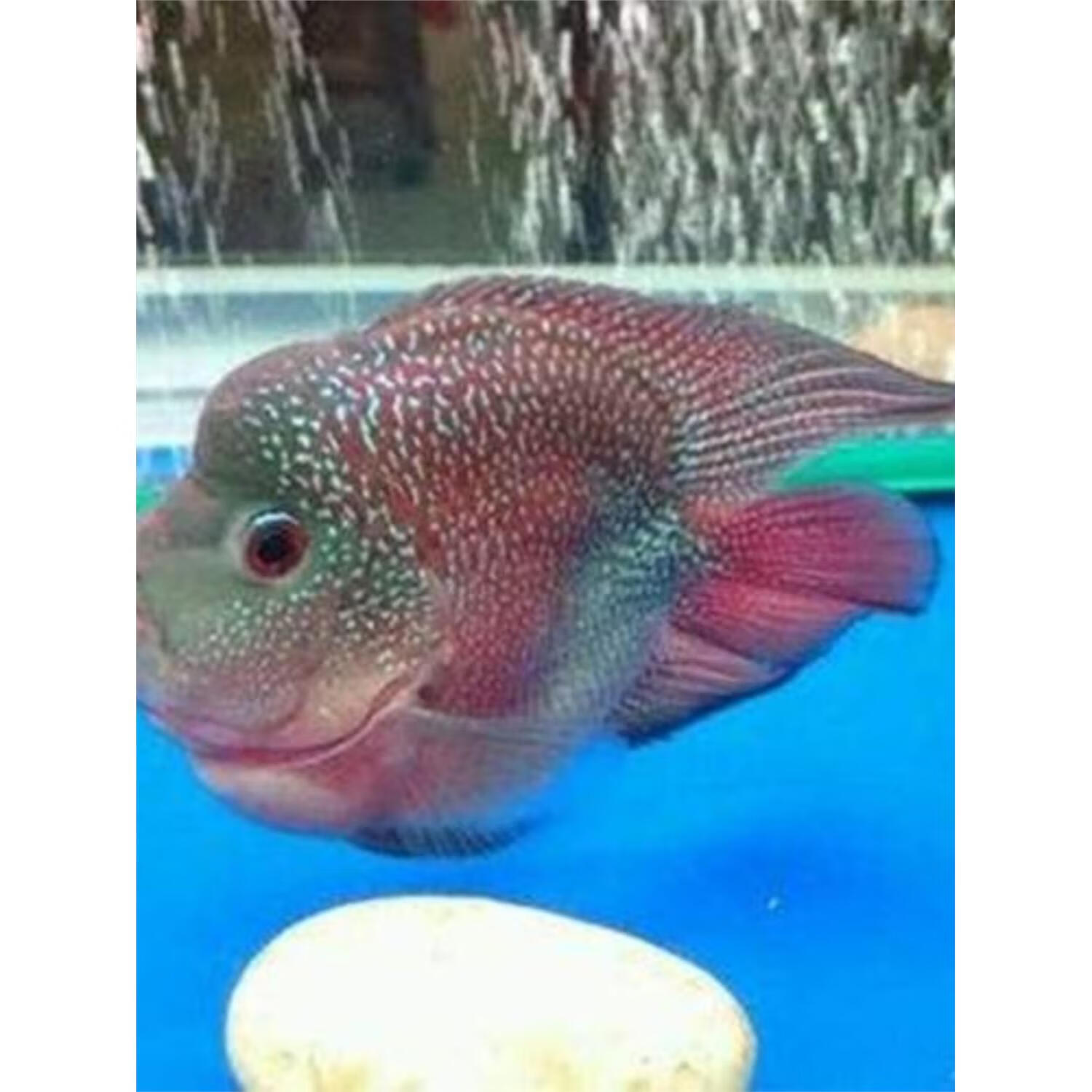 聪腾麒麟鹦鹉鱼麒麟罗汉鱼活体风水鱼血鹦鹉元宝黄鹦鹉梅花鹦鹉包 6