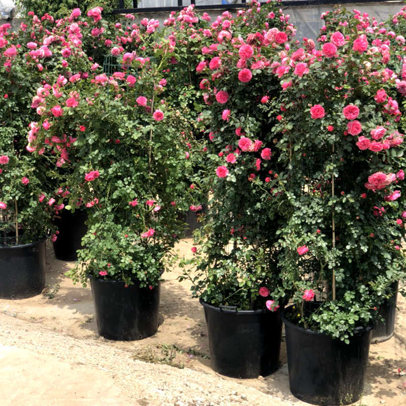 月季花柱造型花球拱门庭院别墅盆栽公园摆放藤本月季花苗植物 芬达