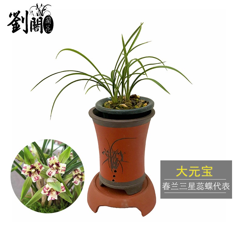 刘阁兰花 春兰传统名品 三星蕊蝶大元宝 冬带浓香花苞出售 经典兰草