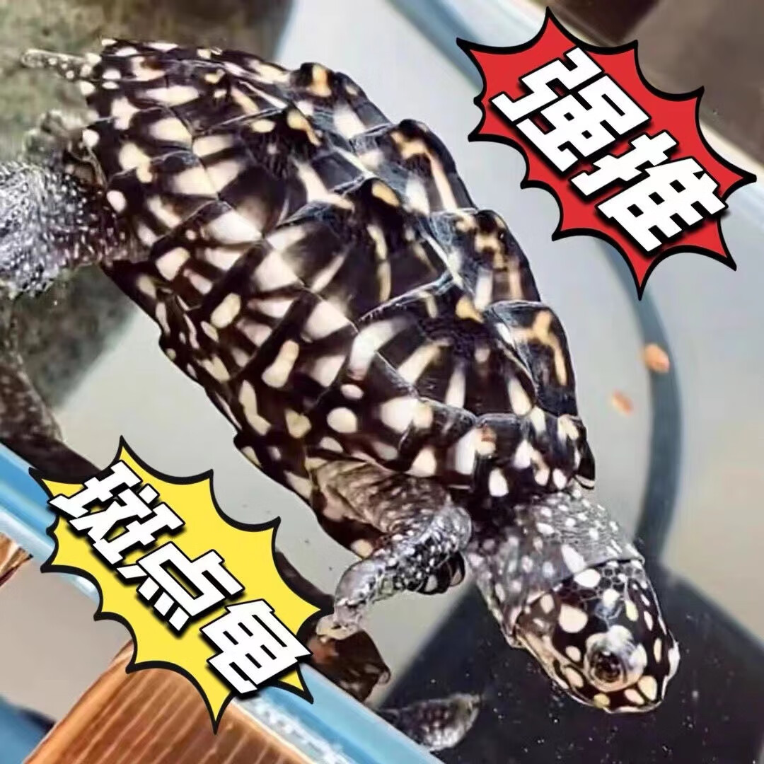 家养斑点乌龟黑池龟满天星龟异宠活体鱼缸深水观赏吃粪宠物活物 背甲4