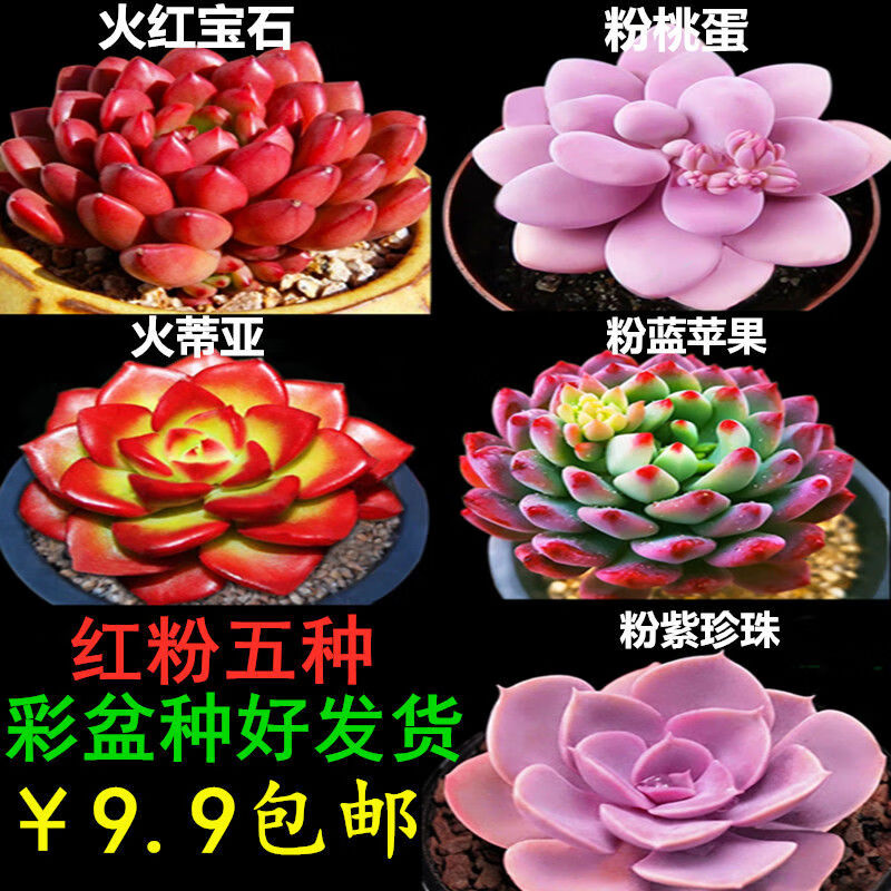多肉植物精品多肉不重复配盆配土花卉绿植组合盆栽新手套餐 红粉5种彩