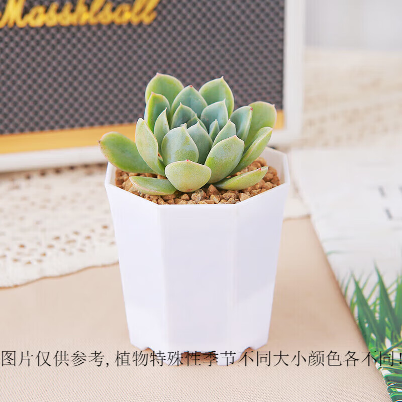 心卉如一多肉植物盆栽室内外绿植花卉桌面摆件带盆含八角盆 三色堇+八角盆+土+石怎么看?