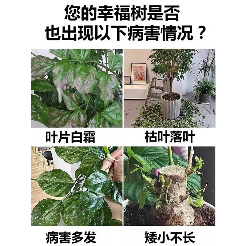 幸福树黑斑白粉病专霜霉炭疽病黄叶枯叶卷叶病害专用杀菌病害清 【1瓶装】幸福树菌立清