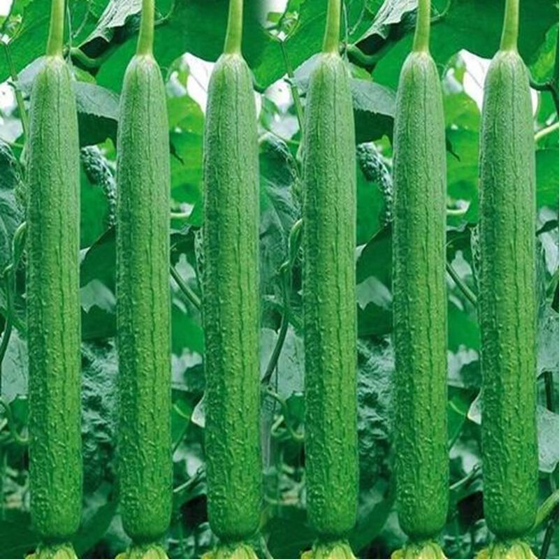 长丝瓜种子春播蔬菜香丝瓜长丝瓜籽家庭种植春夏易播蔬菜种子大全 长