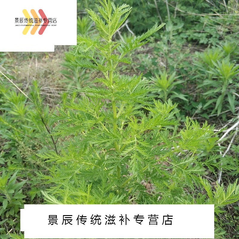 野新鲜青蒿草苦蒿黄蒿中材香下新货干黄花铜臭蒿子泡澡