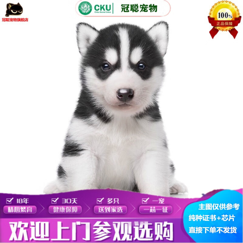 冠聪哈士奇纯种活体宠物狗狗双血赛级二哈西伯利亚三火双蓝眼哈士奇宠