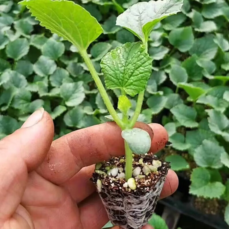 羊角蜜甜瓜苗羊角酥甜瓜秧苗香瓜苗密春季四季水果蔬菜种孑 绿宝石