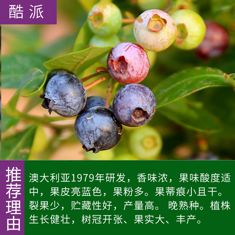 蓝莓树苗 带土带叶兔眼蓝莓苗盆栽地栽庭院阳台果树苗南北方种植 酷派