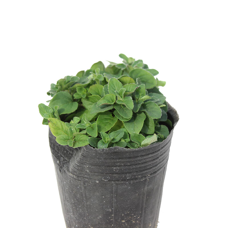 花姬  做西餐可食用香草植物盆栽 甜牛至苗 办公室内桌面小绿植花卉