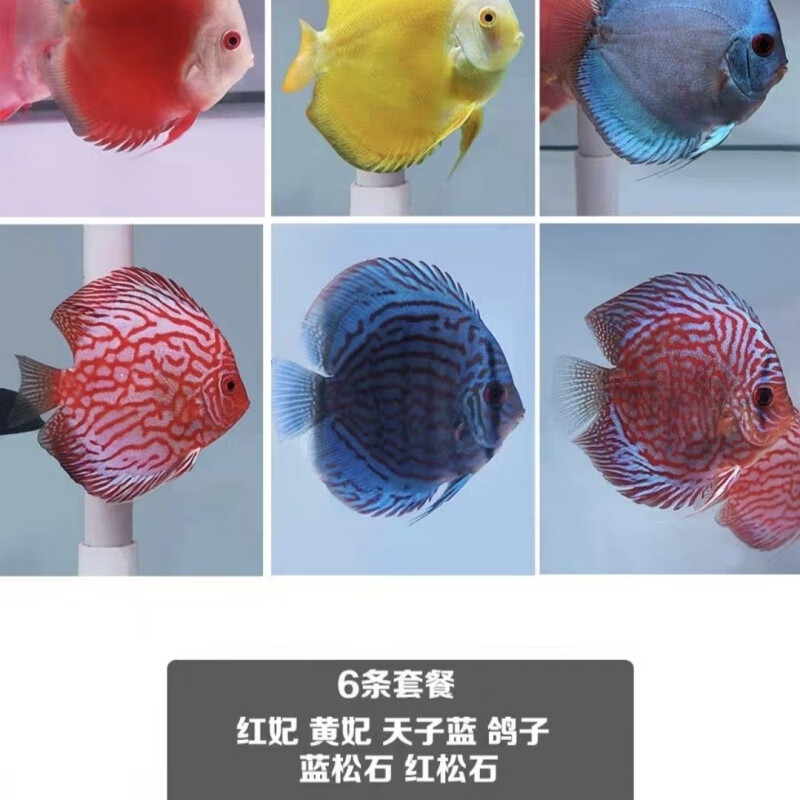 七彩神仙鱼热带鱼观赏鱼精品高端财神松石老虎狗中小型活体鱼 2-3厘米