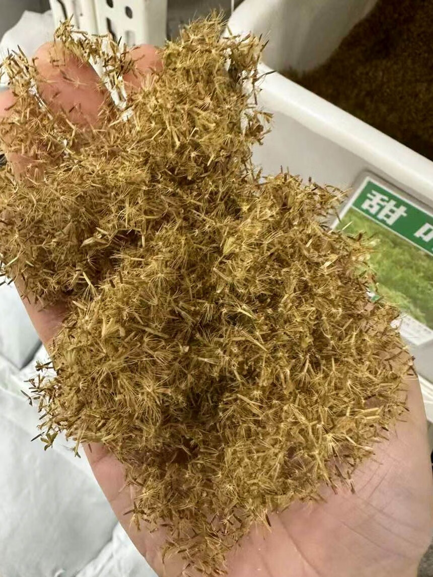 芗苒天然甜叶菊苗代糖种盆栽用种子四季种籽籽 甜叶菊种子一斤