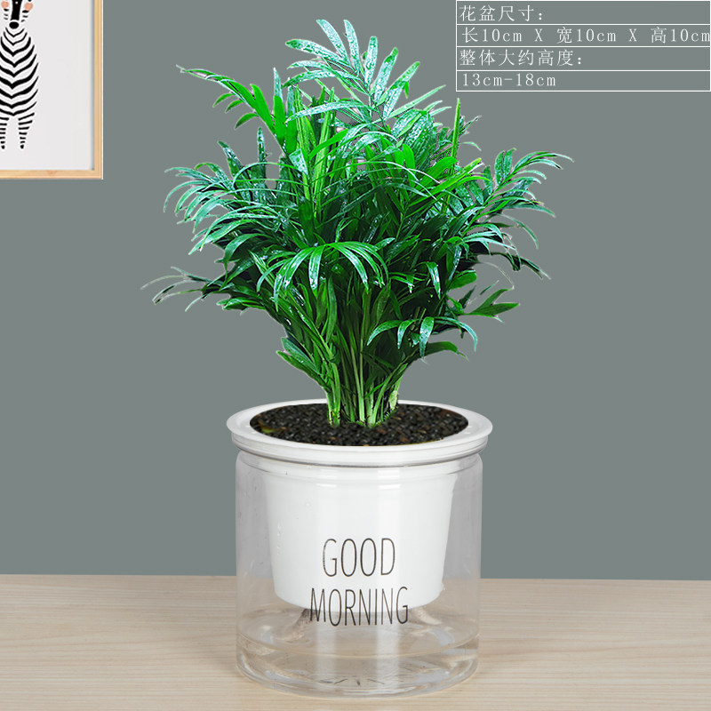 浅笑心柔栀子花盆栽花卉植物室内办公桌面绿植吊兰富贵竹水培好养多肉