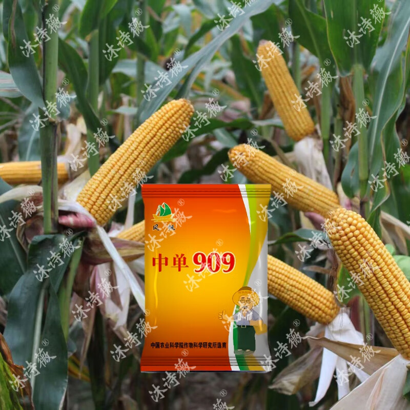 玉米种子大全紫杆双棒王矮杆抗倒伏抗旱国审苞米种 中单909【4400粒】