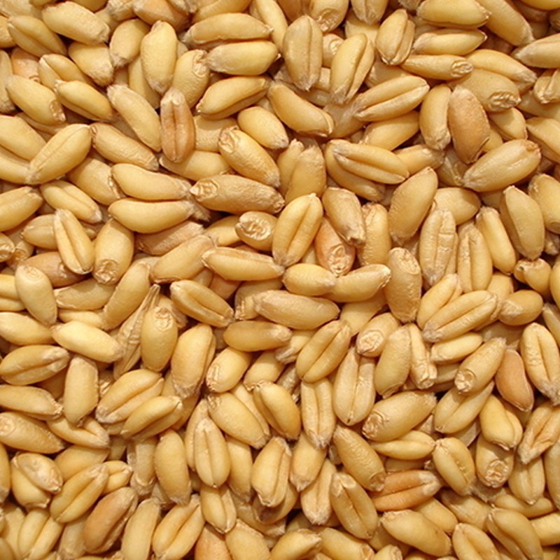草种子麦苗无肥有机小麦种子250克榨汁喝保健种子榨汁大麦种子育苗盘