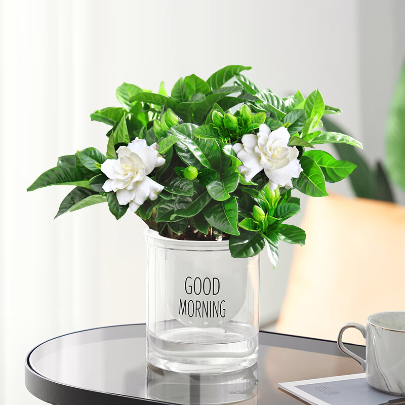 锦枫栀子花盆栽花卉植物室内带花苞阳台水培绿植大树苗四季好养 早安