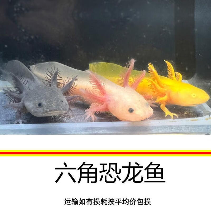 六角鱼蝾螈冷水淡水鱼观赏好养宠物小鱼六角龙水族爬行两栖鱼 六角