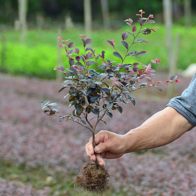 秋忆浓红花继木苗绿篱庭院绿化植物花卉工程树苗40-50cm高50棵源头